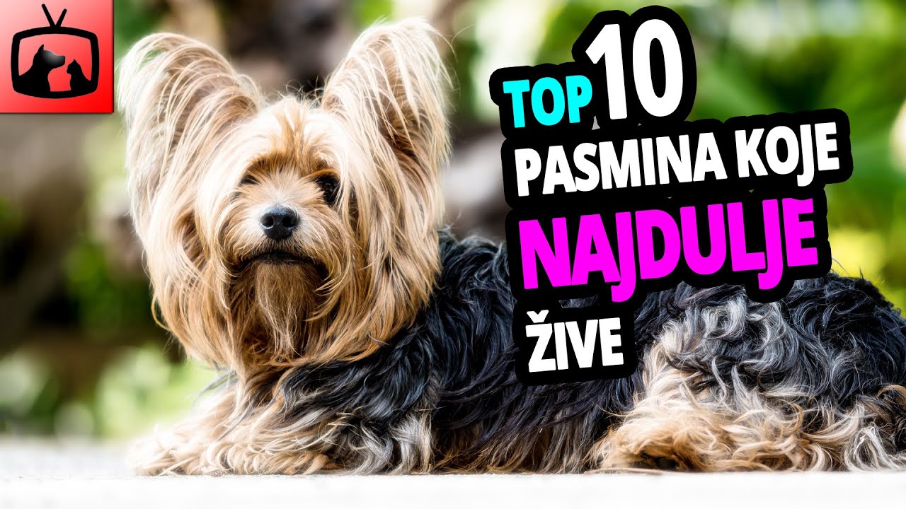 🐕 Psi Koji Najduže Žive – TOP 10 Pasmina Pasa Koje Žive Najduže!