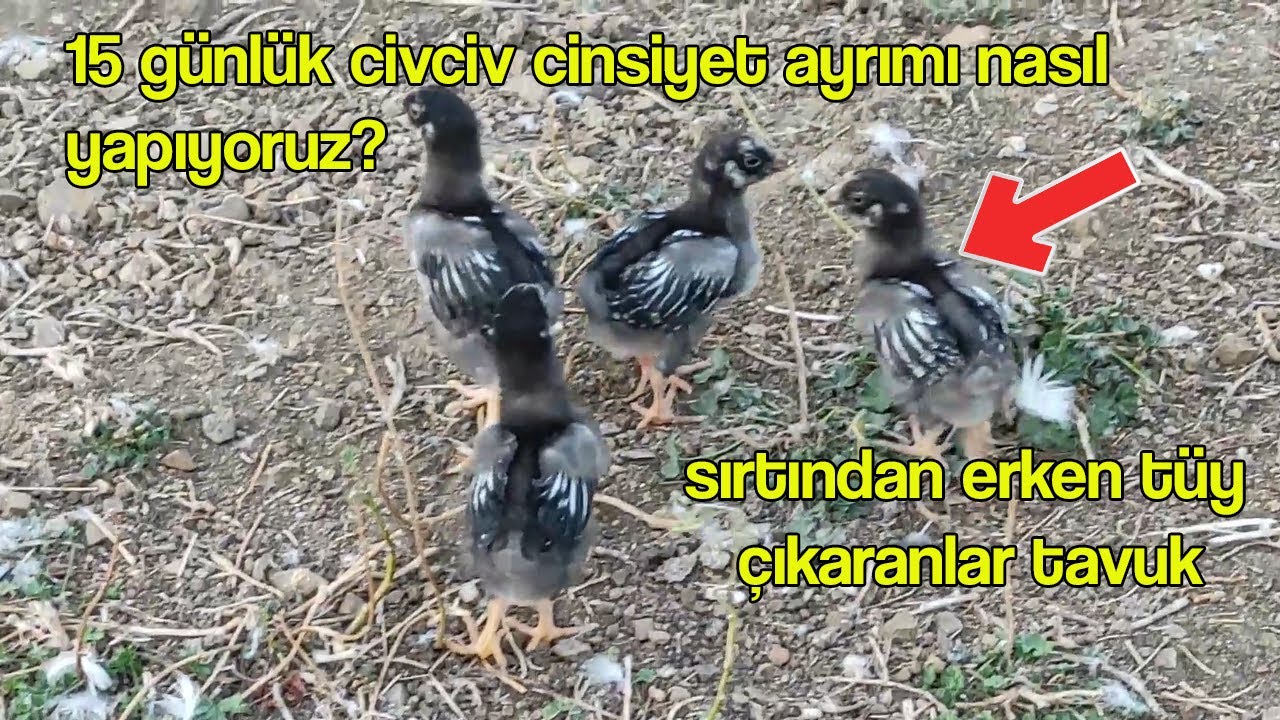 15 günlük civciv cinsiyet ayrımı nasıl yapıyoruz? #tavuk #horoz #civciv
