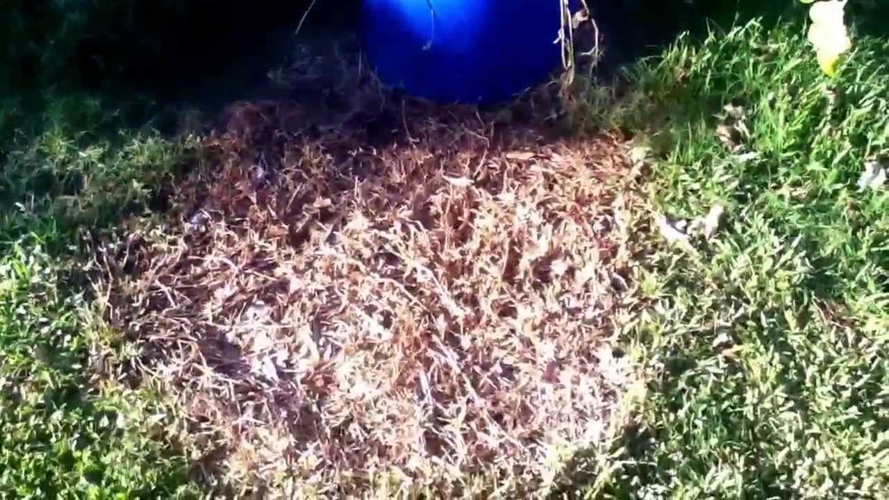 Round up no till trial will post more later