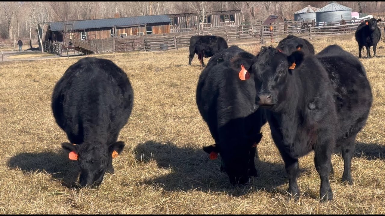 Herd Quitter® Minute - Most Watched in 2025