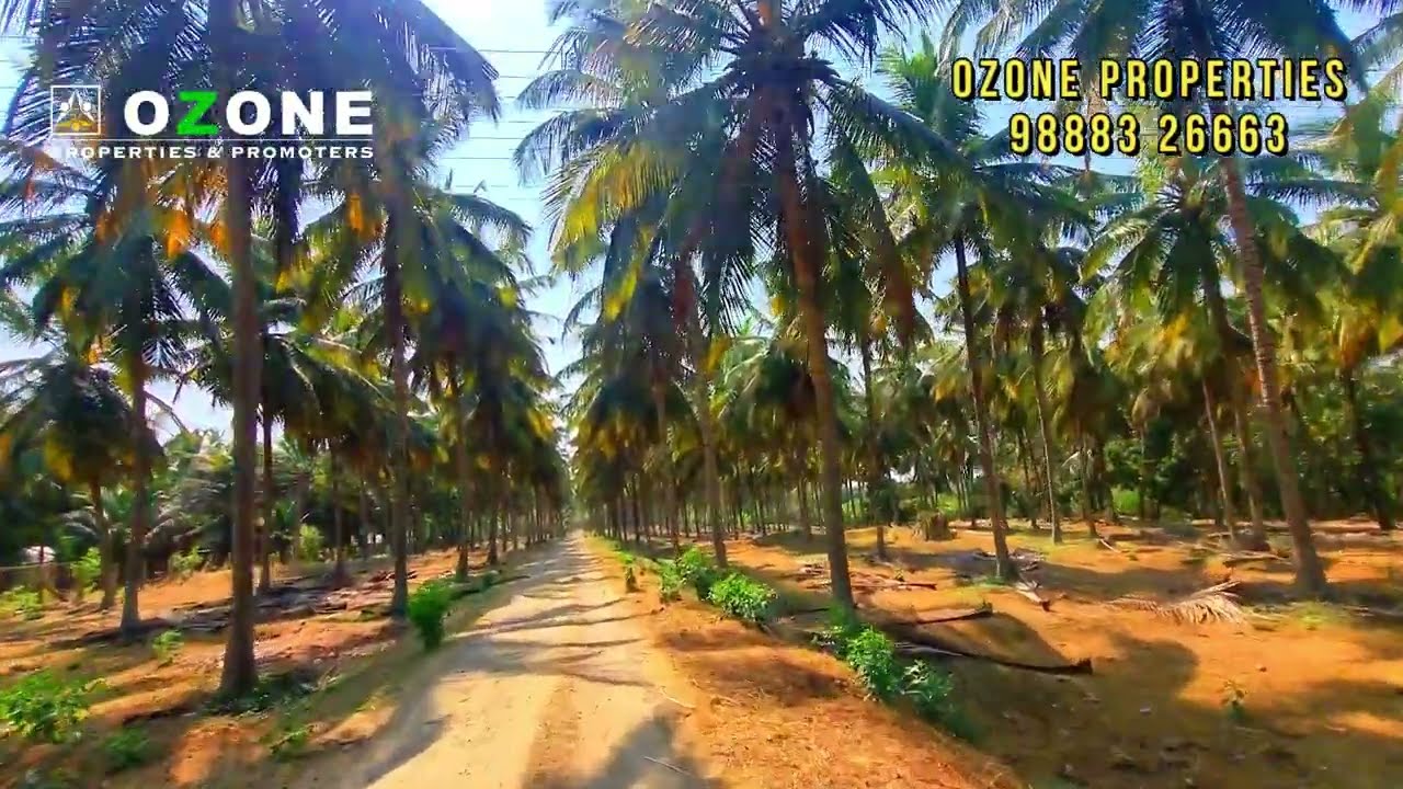 40 Acres Coconutfarm in Pollachi with Bungalow | Low Price from Market Value|3Kms from Kerala Bypass