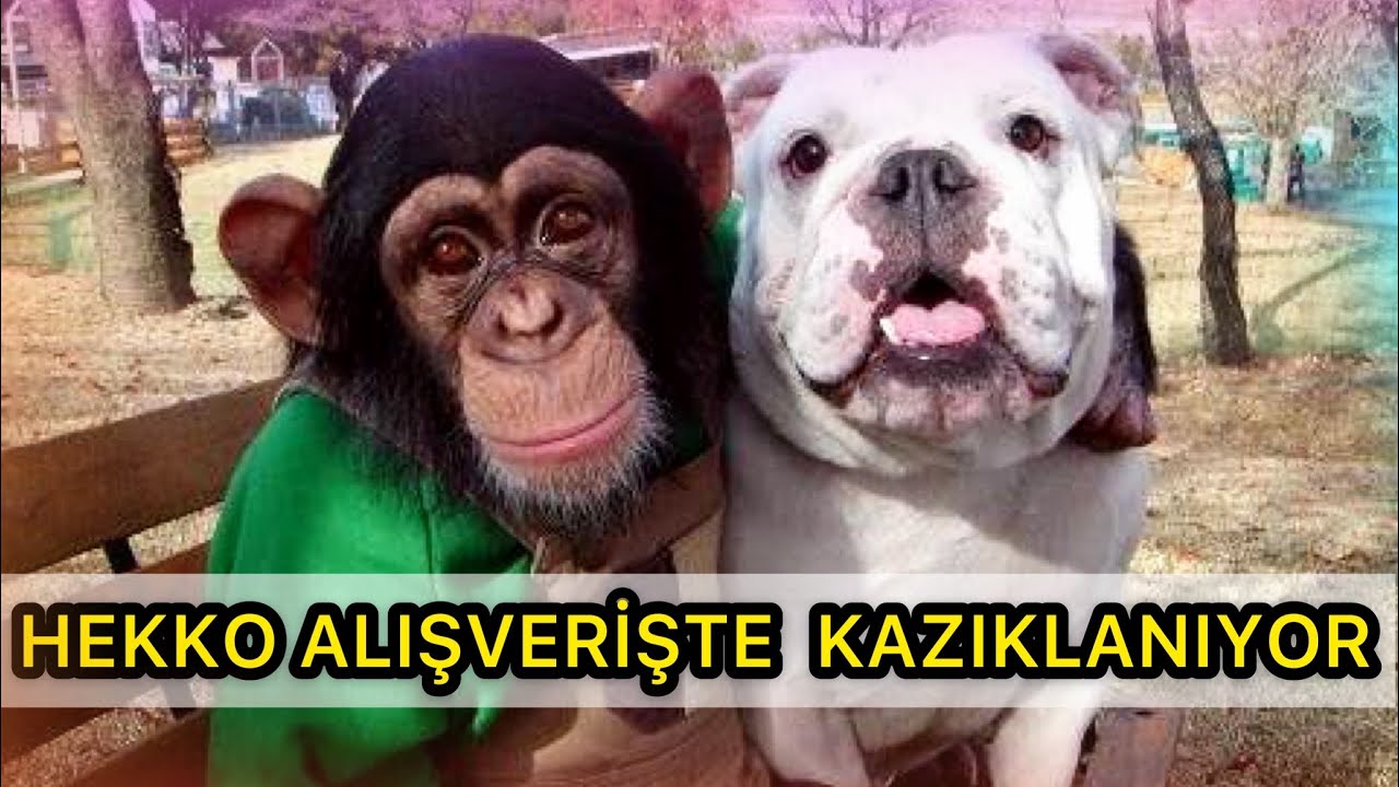 MAYMUN HEKKO AVM'DE KAZIKLANIYOR !