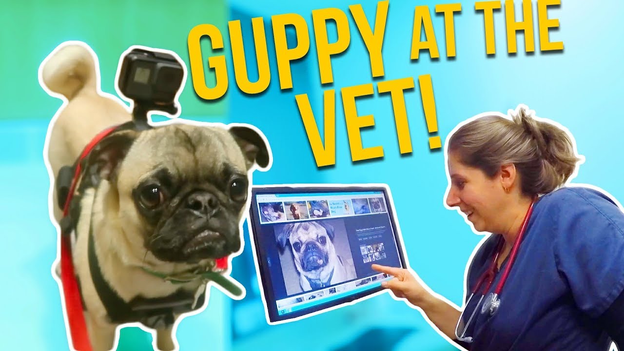 Guppy Might Need Surgery!! (Through A Pugs Eyes!)