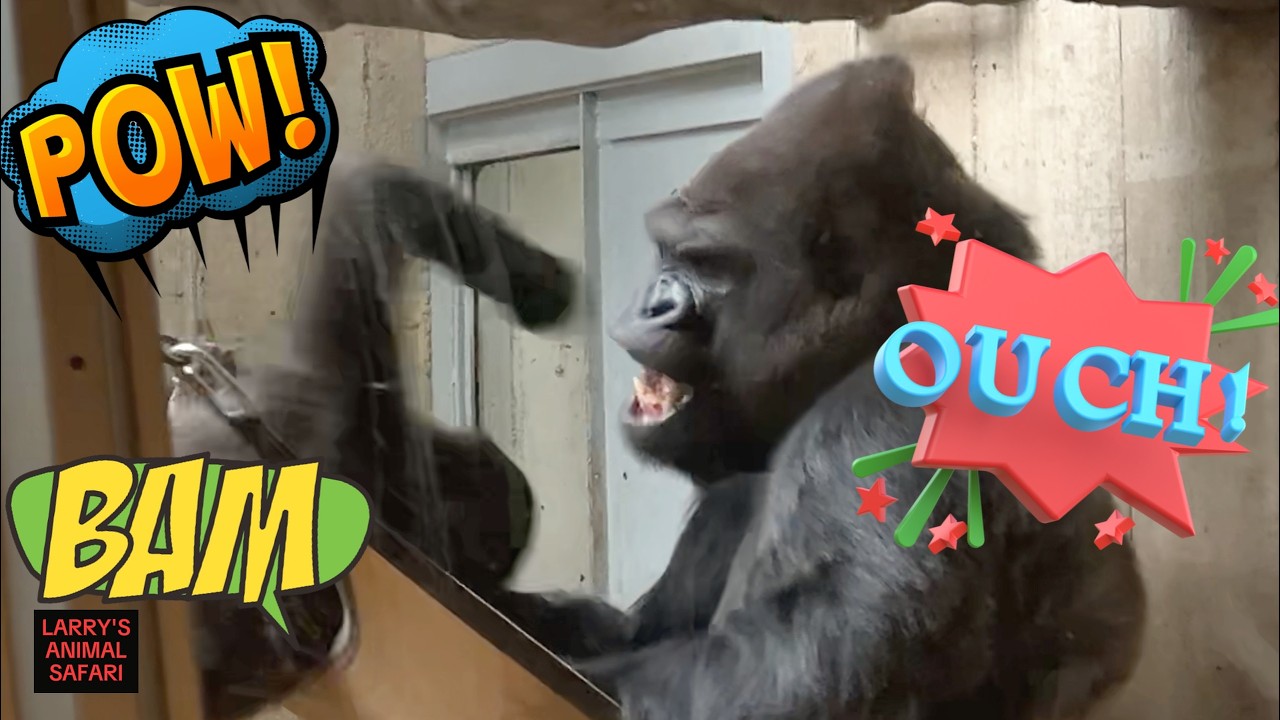 Горилла Каембе бросает вызов Сильвербеку! #горилла