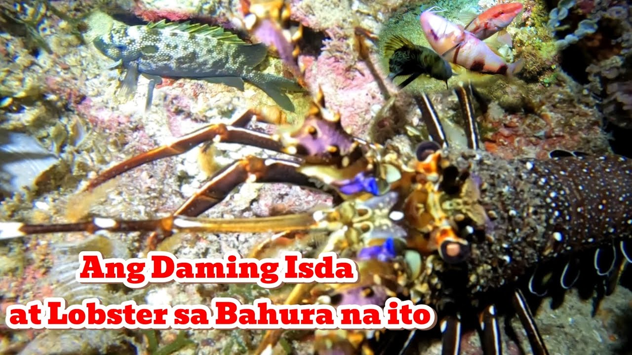 ang daming Isda at Lobster sa Bahura