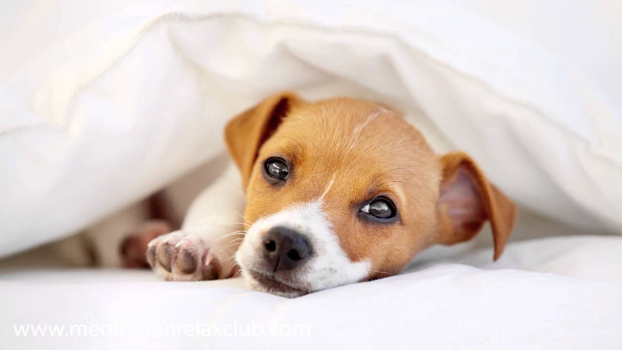 Música Relajante para Perros: Musicoterapia para Perro, Gato y Mascotas
