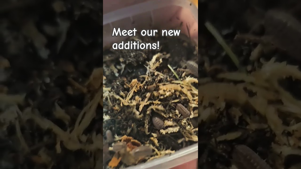 Pink Dragons, Cubaris Sp Platin Tung Song and Porcellio Sp Sevilla 