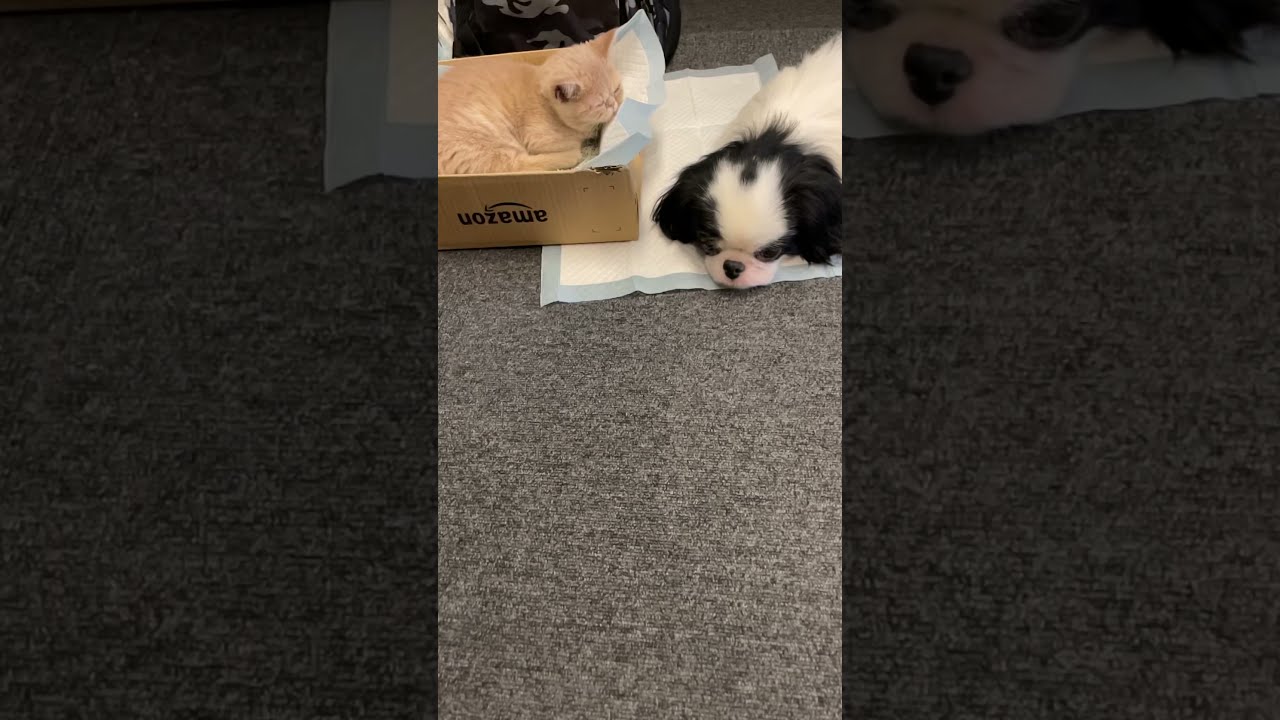 イケメン犬と子猫が可愛すぎて仕事にならない #楓カレン #かに #うし