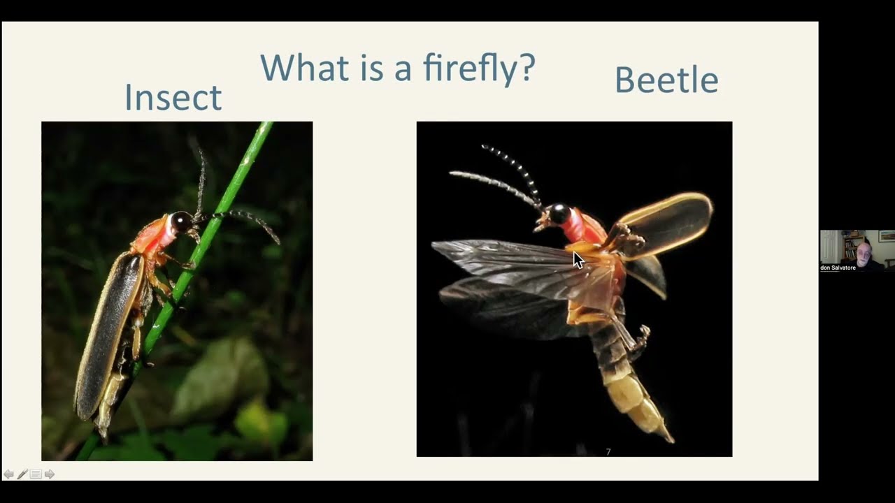 Firefly Lecture with Firefly Watch