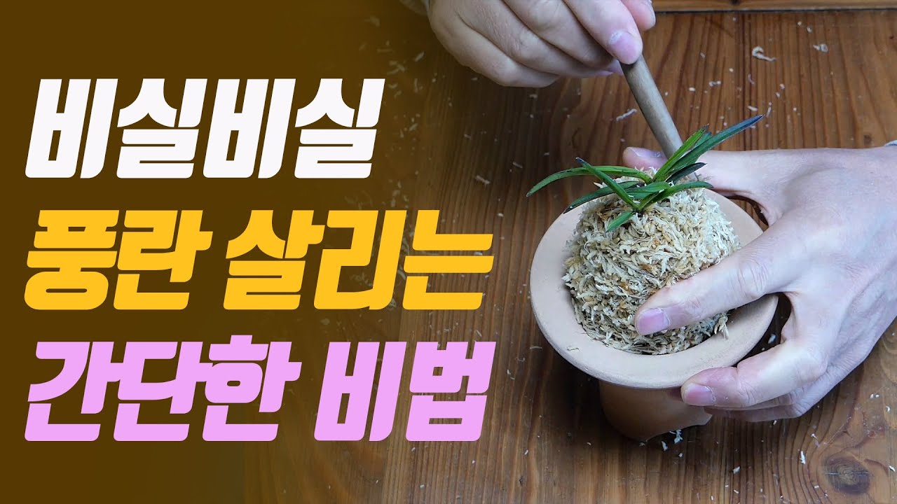 비실비실한 풍란 살리는 간단한 비법