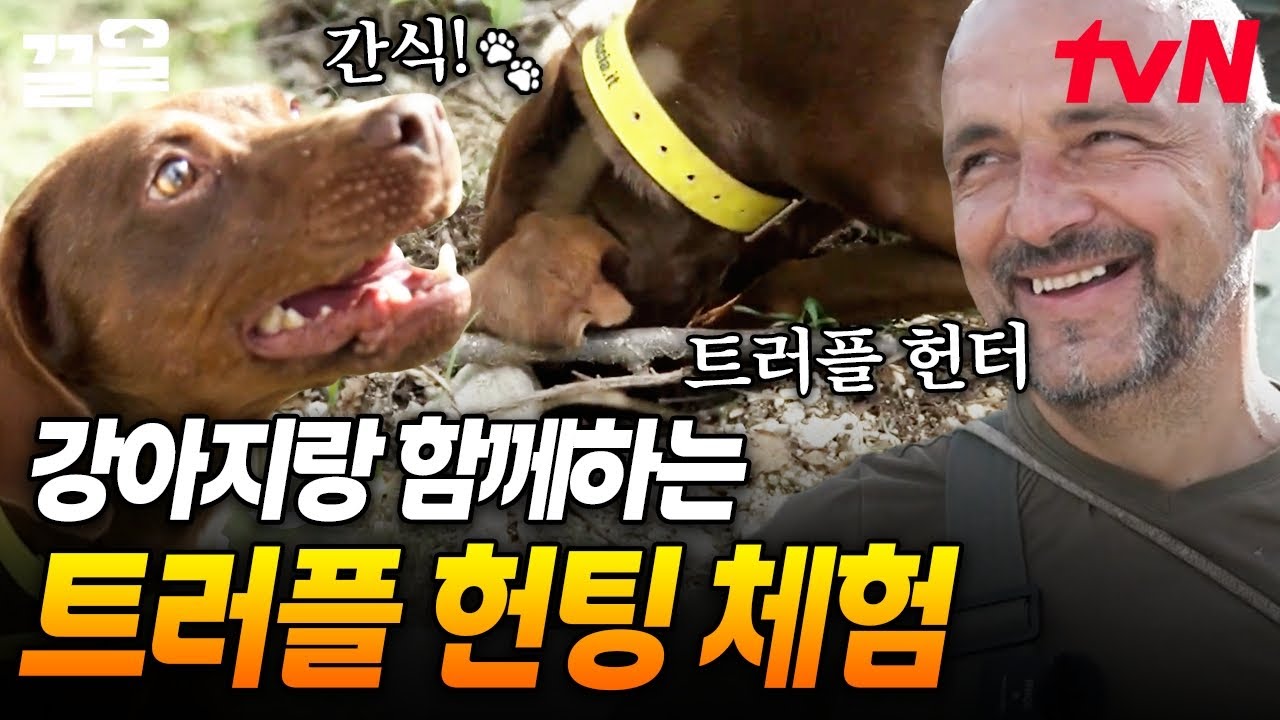 트러플 어떻게 채집하는지 아시나요❓ 강아지와 함께 트러플 채집 경험하기 | 현지인브리핑지금우리나라는