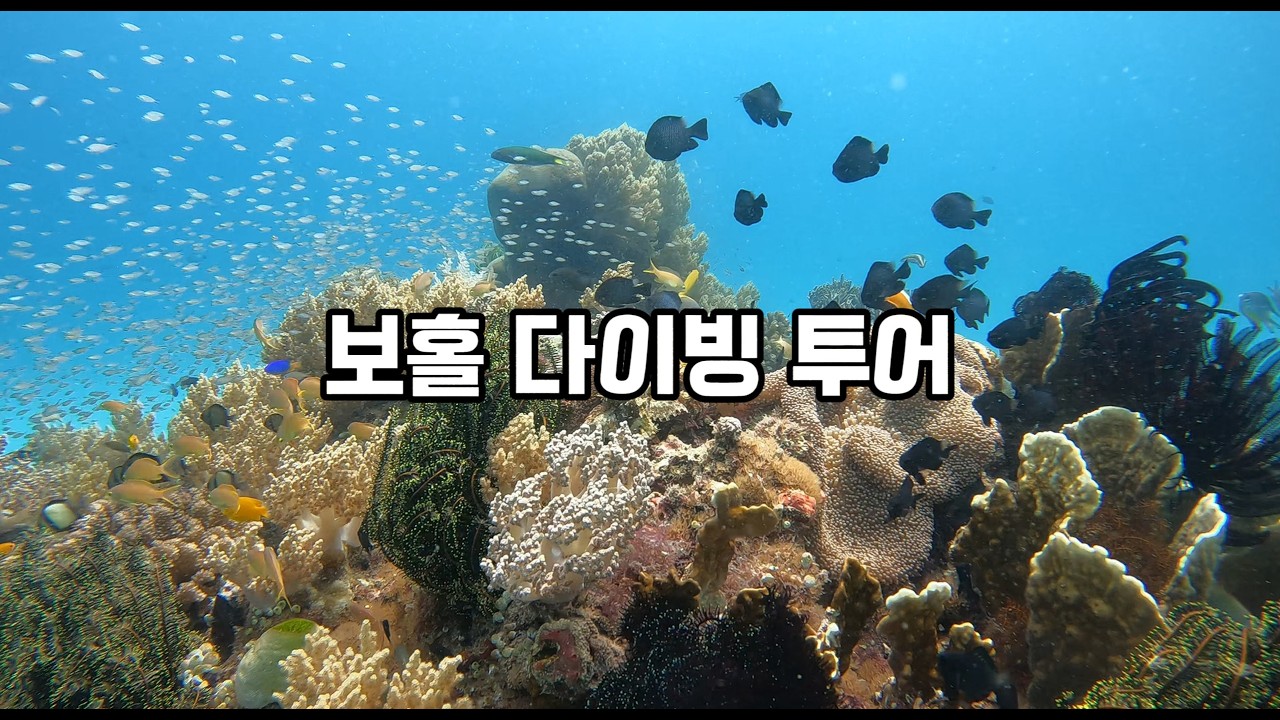 2026 보홀 투어
