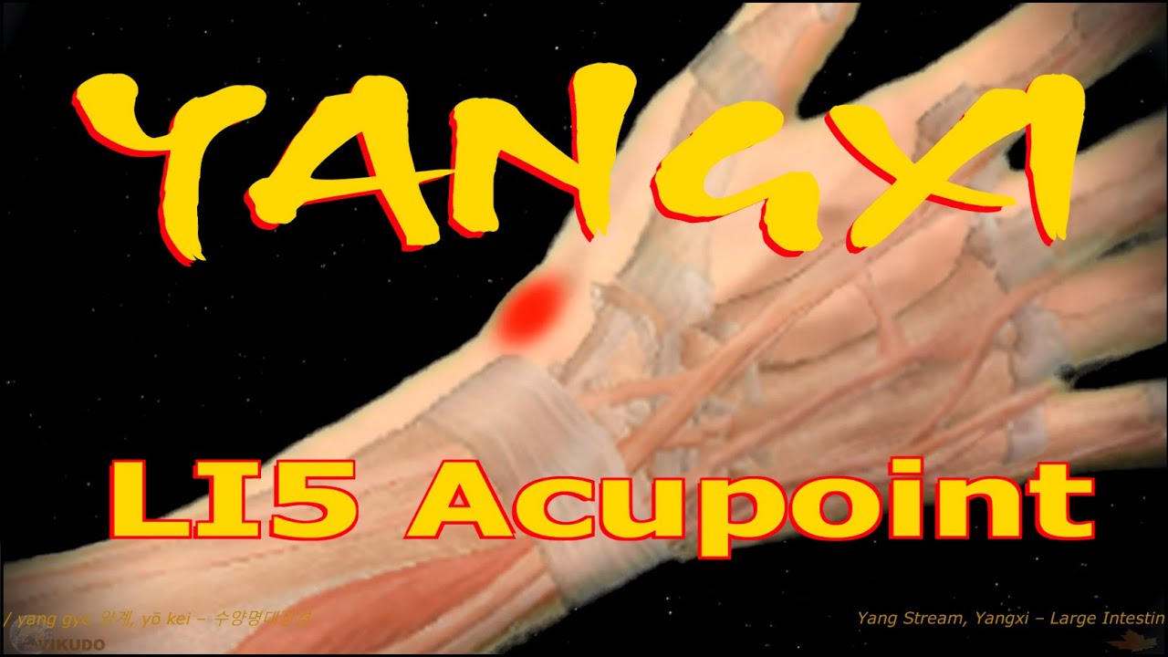 LI5 | Yangxi Acupoint | Large Intestine Meridian | Acupressure VIKUDO