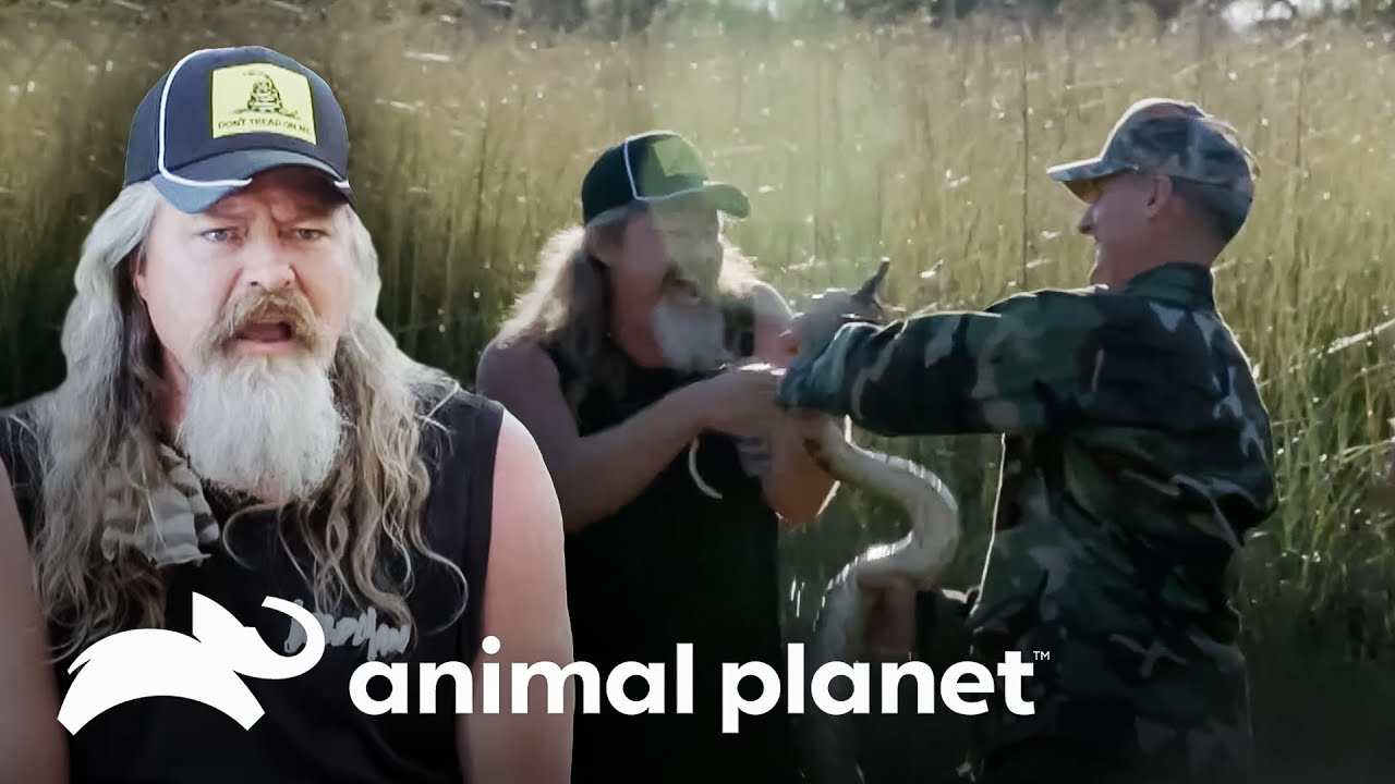 Ca&ccedil;a de p&iacute;tons no final do dia em uma &aacute;rea desafiadora | Ca&ccedil;adores de P&iacute;tons | Animal Planet Brasil