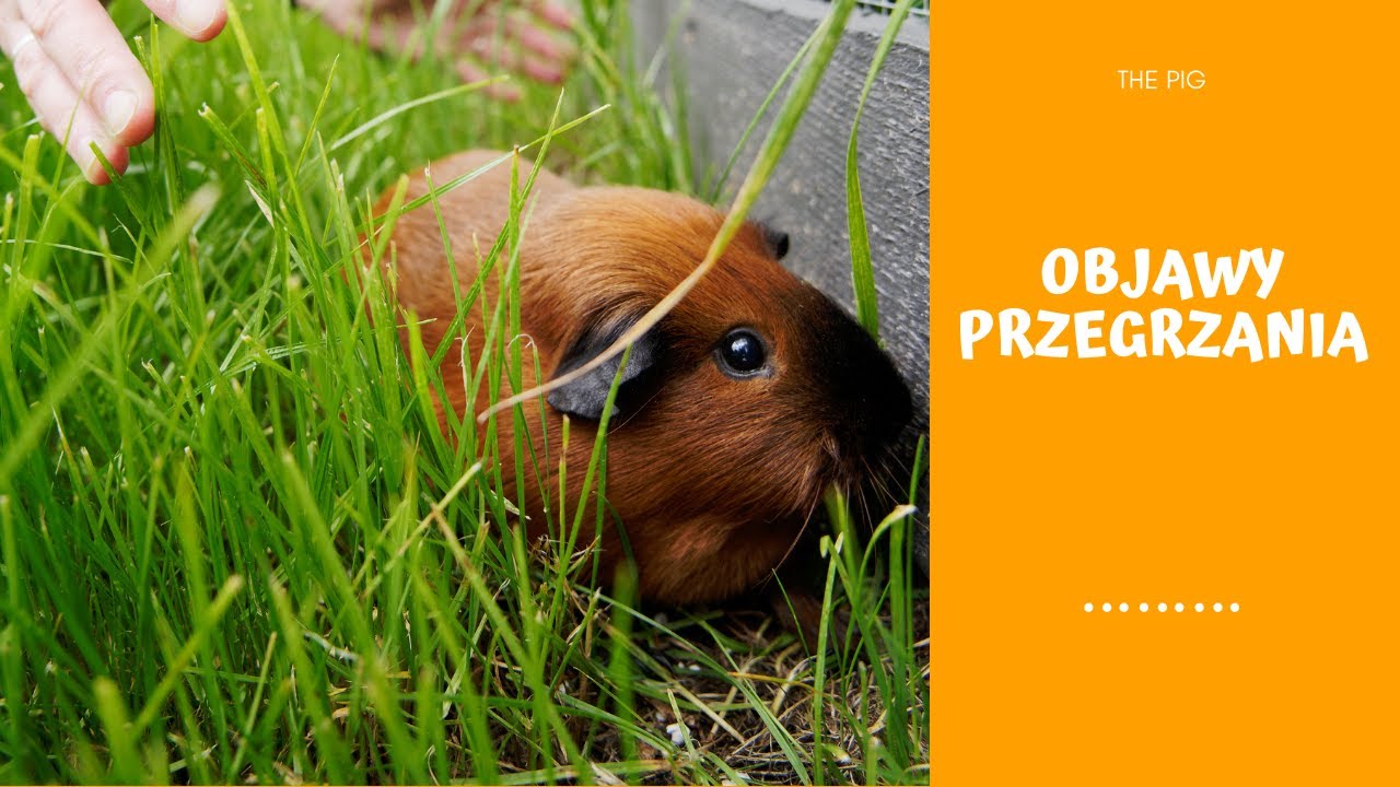 Przegrzanie u świnki morskiej, kiedy należy udać się do weterynarza a kiedy poradzicie sobie sami