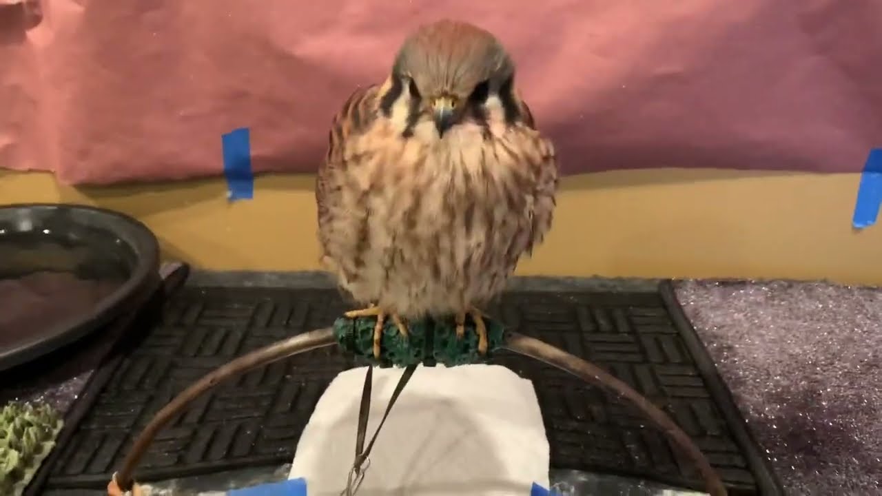 Indoor Housing for American Kestrel