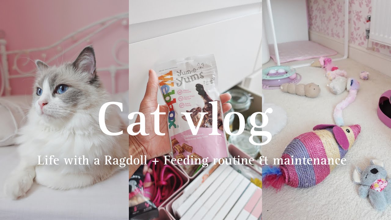 Режим кормления и общий уход за рэгдоллами 🐈🌸🌿