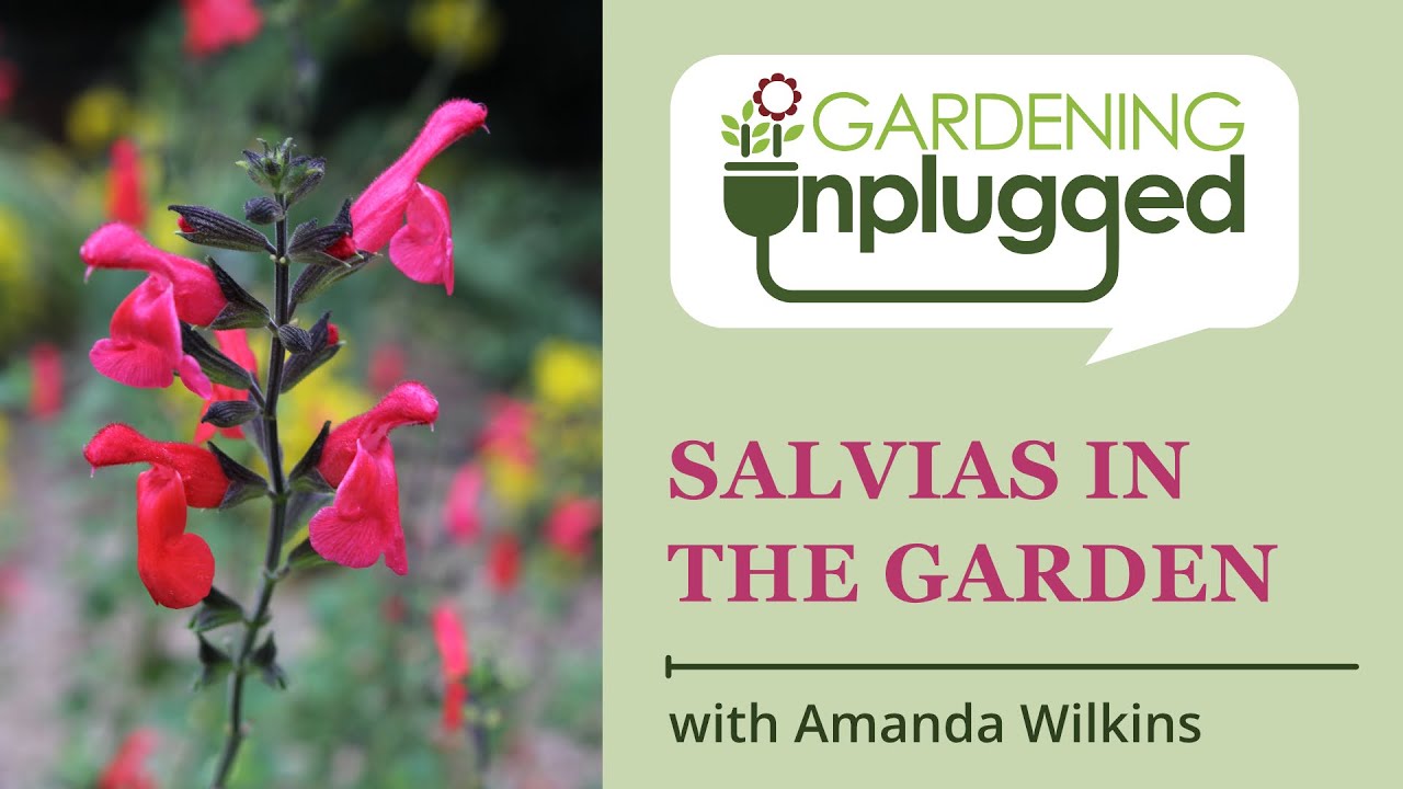 Gardening Unplugged - Salvias, the longest blooming perennial in the Garden with Amanda Wilkins