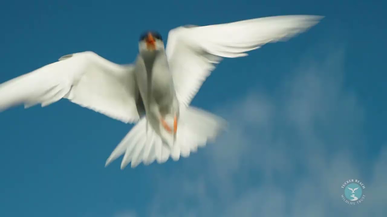 Queenstown's Hidden Wonder: Migratory Birds Breeding in the Shotover's Braided River system