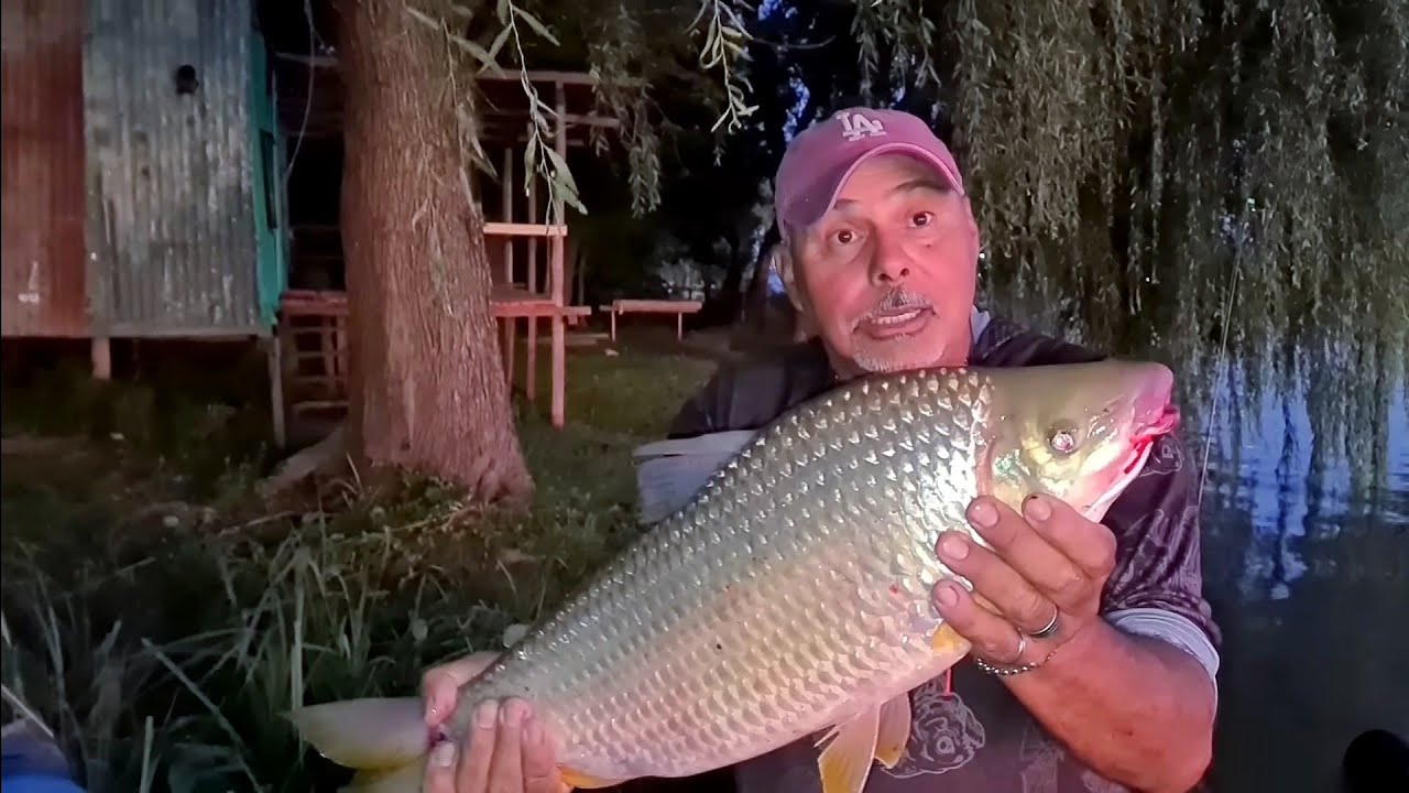 SALIERON LAS GRANDES BOGAS DEL PARANÁ! 🐟🎣. En semana santa y mas!