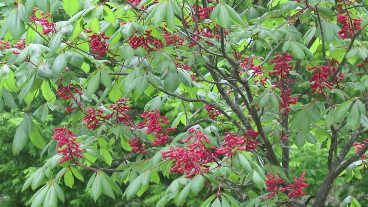 Adult male hummingbird on Aesculus pavia 