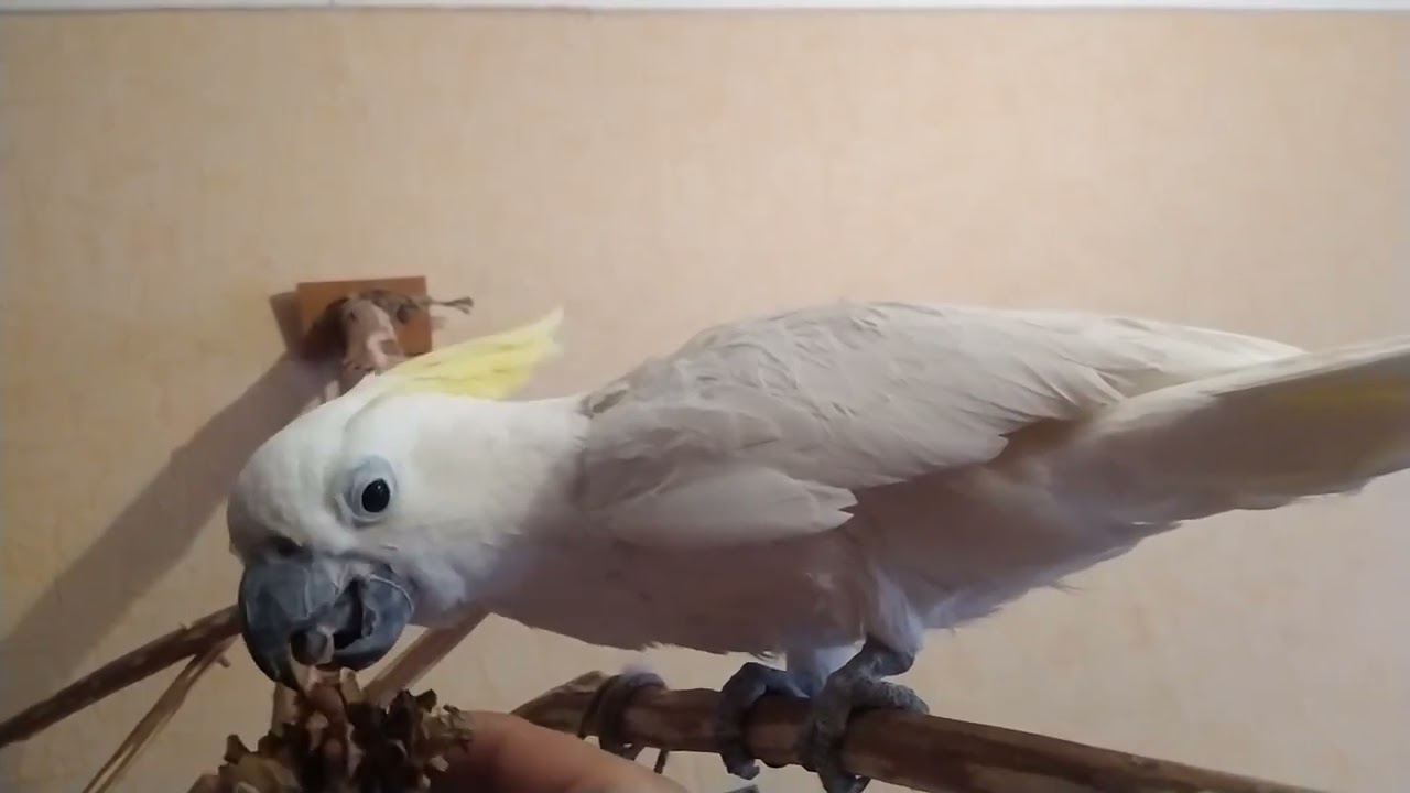 Какаду ест кедровый орех