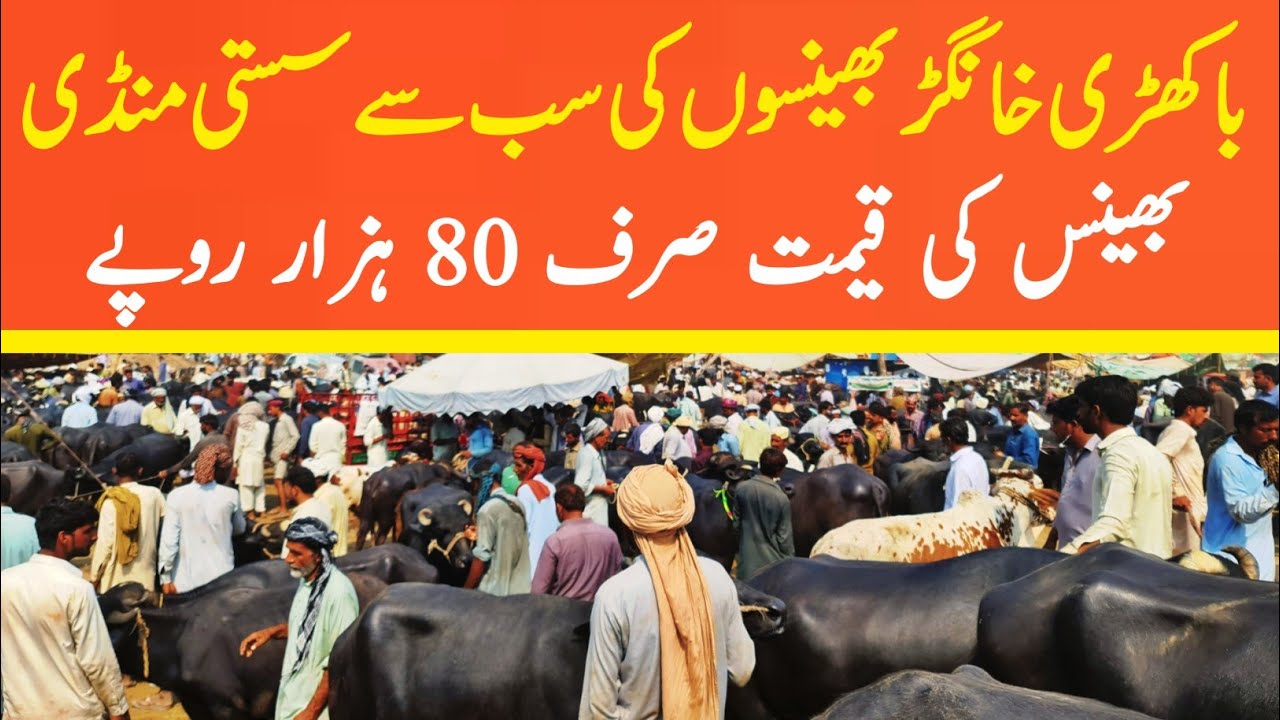 Buffalo Fresh Rates Update | Malumor Mandi Jhang 2022