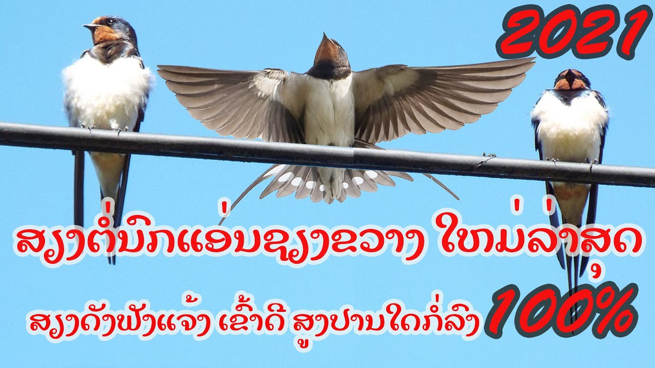 ສຽງຕໍ່ນົກແອ່ນຊຽງຂວາງສູດໃຫມ່ລ່າສຸດ 2021 ເຂົ້າດີ100% /เสียงต่อนกนางแอ่นเชียงขวาง สปปลาว  ล่าสุด 2021