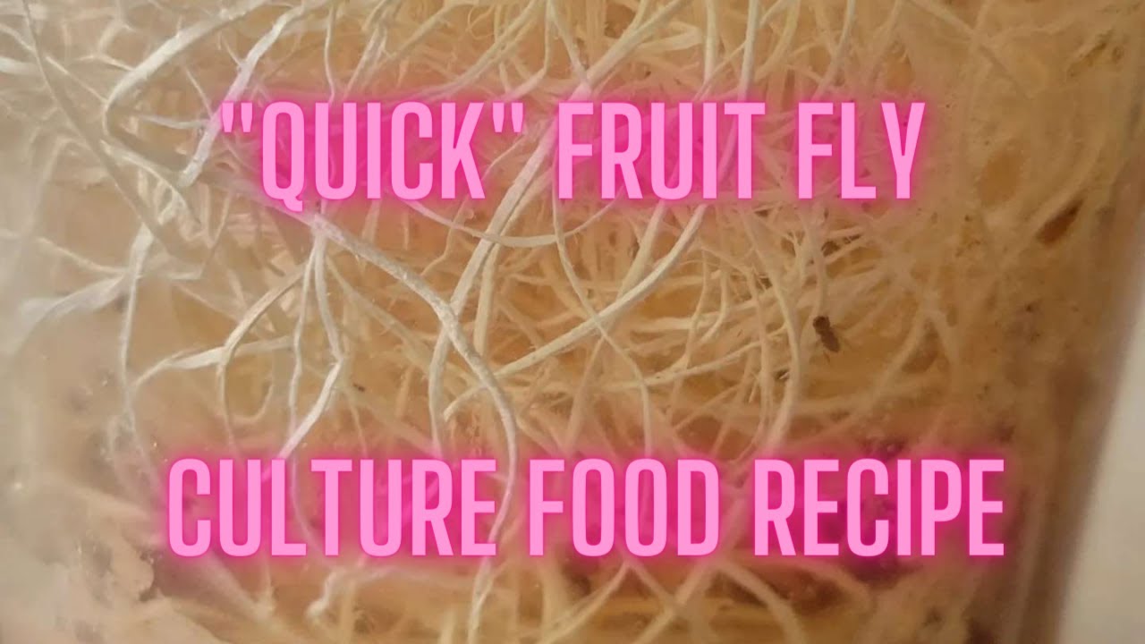 Quick Fruit Fly Culture Food Recipe