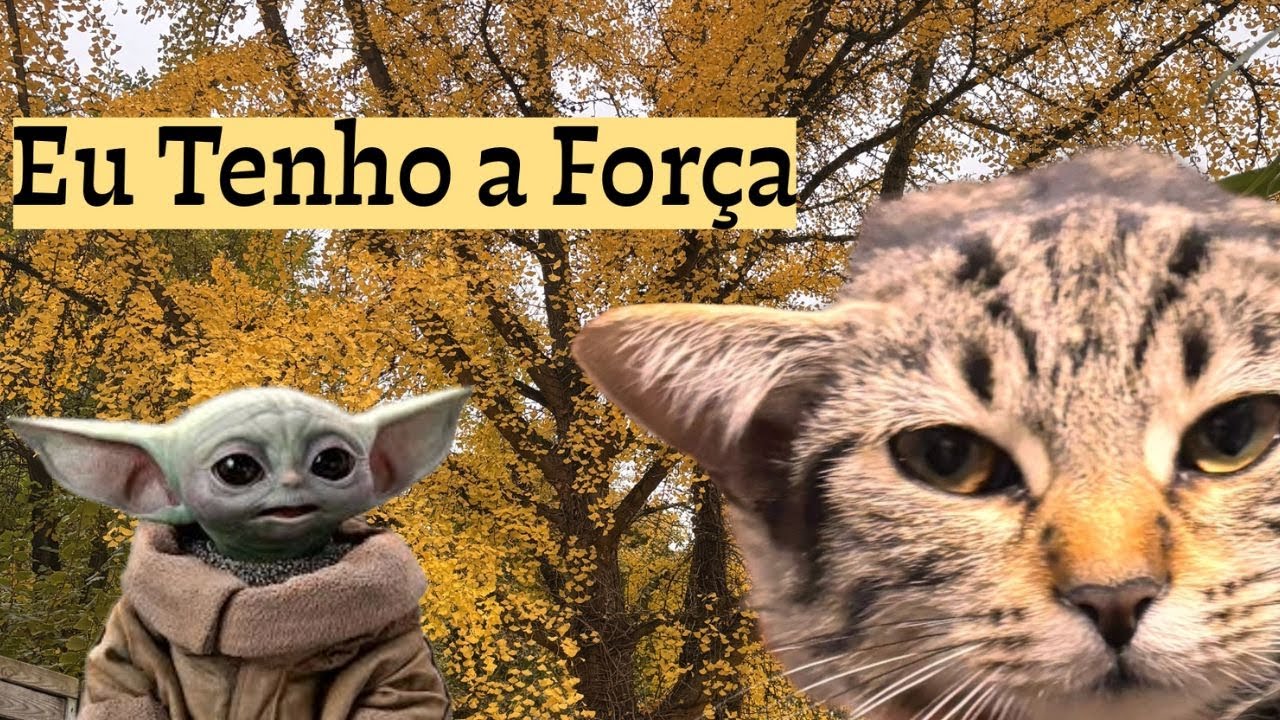 5 COISAS QUE APRENDI COM MEU GATO