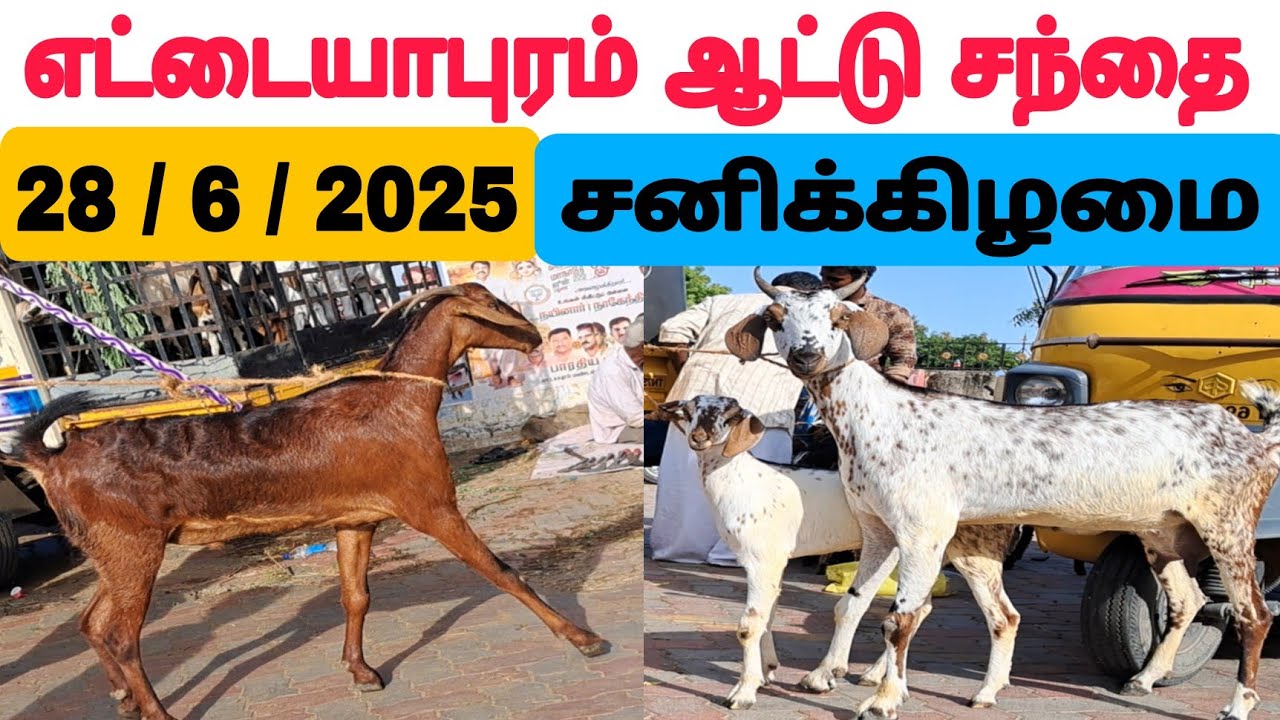 28 / 6 / 2025 / எட்டையாபுரம் ஆட்டு சந்தை / சனிக்கிழமை #ஆடு #goat #sheep #goatmarket2025 #goatfarm