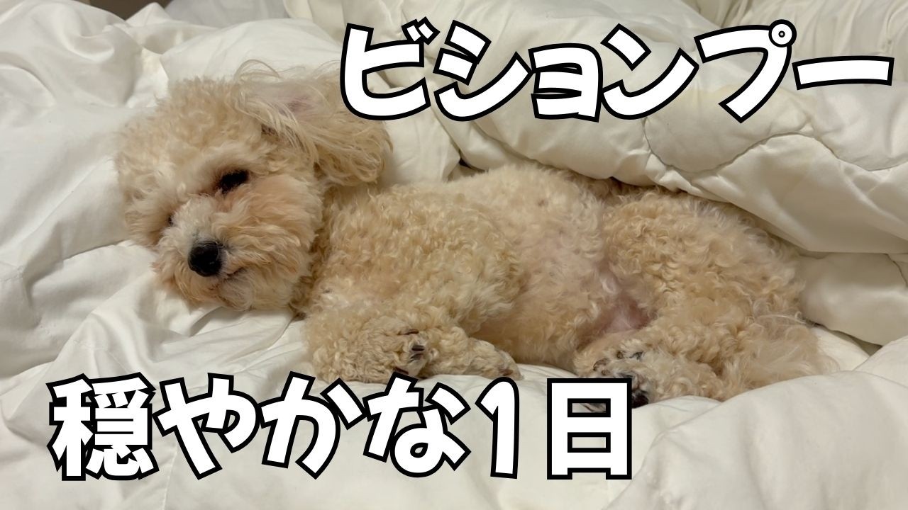 フリーランスと愛犬ビションプーと過ごす穏やかな1日【VLOG】