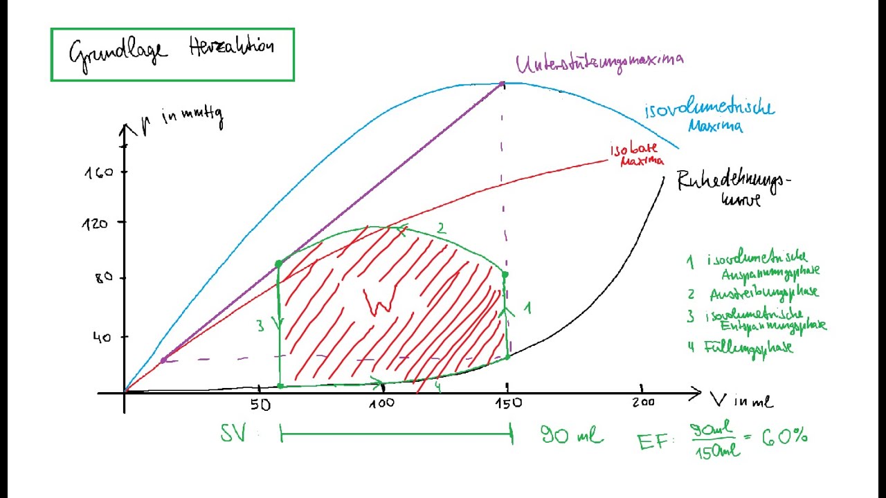 Physiologie: Herz-Kreislauf 2 – Herzzyklus, Laplace-Gesetz, Frank-Starling-Mechanismus