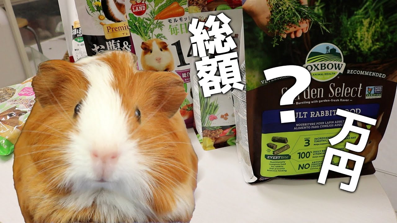 ついに事件発生｜6月のモルモット達のための購入品紹介