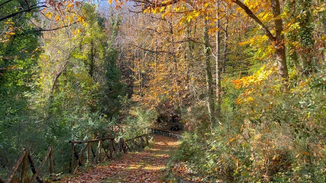 Autumn in a forest! Naples - ITALY | Travel from home | Travel vlog Italy