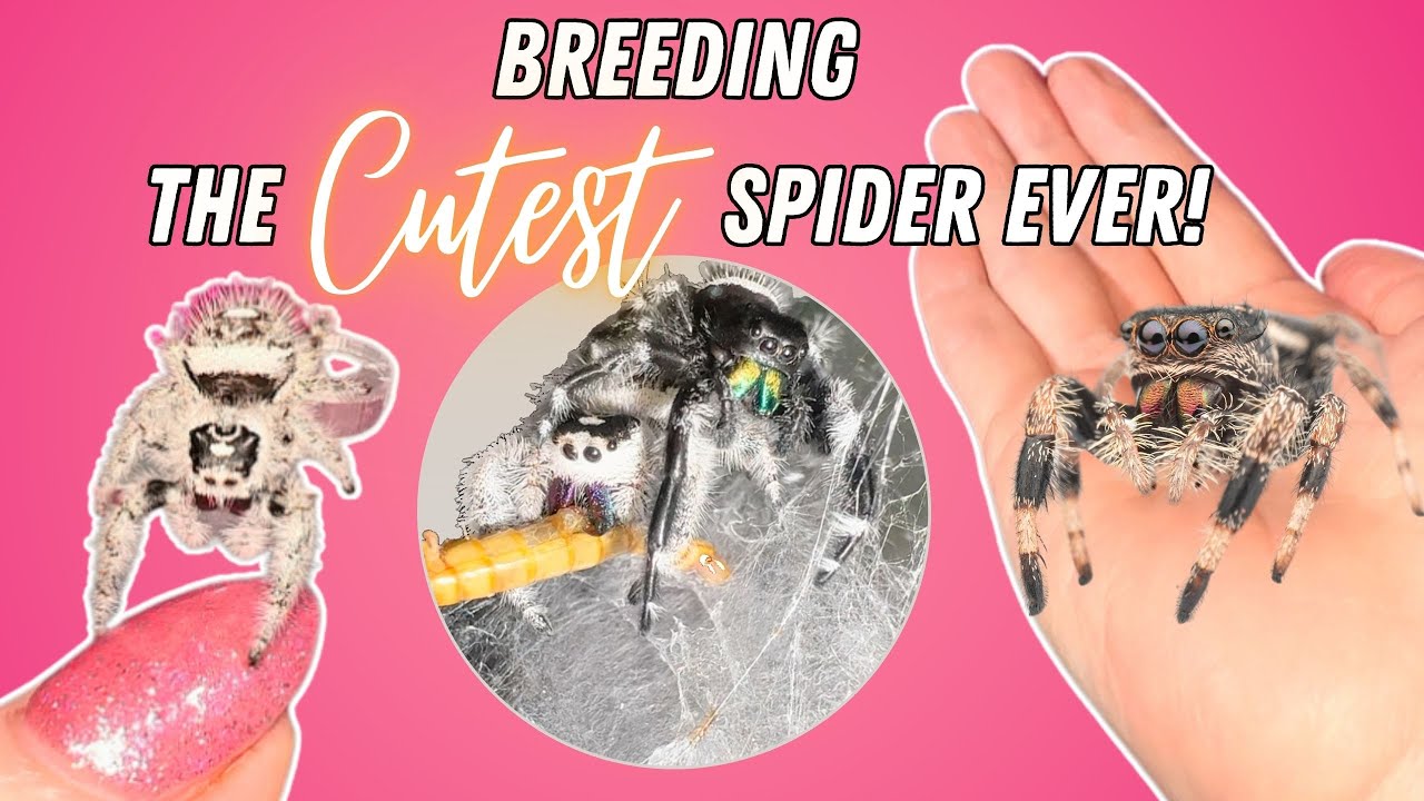 First time breeding jumping spiders! 😬