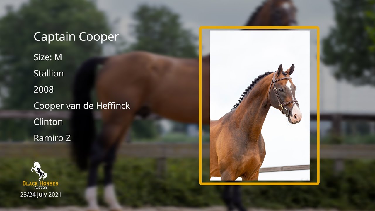 Captain Cooper (Cooper van de Heffinck x Clinton x Ramiro Z), approved stallion, 2008, level: 1.50m