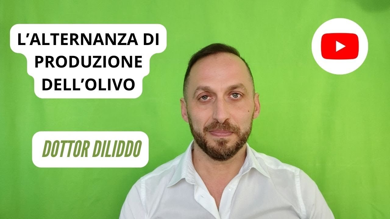 L'alternanza di produzione dell'olivo