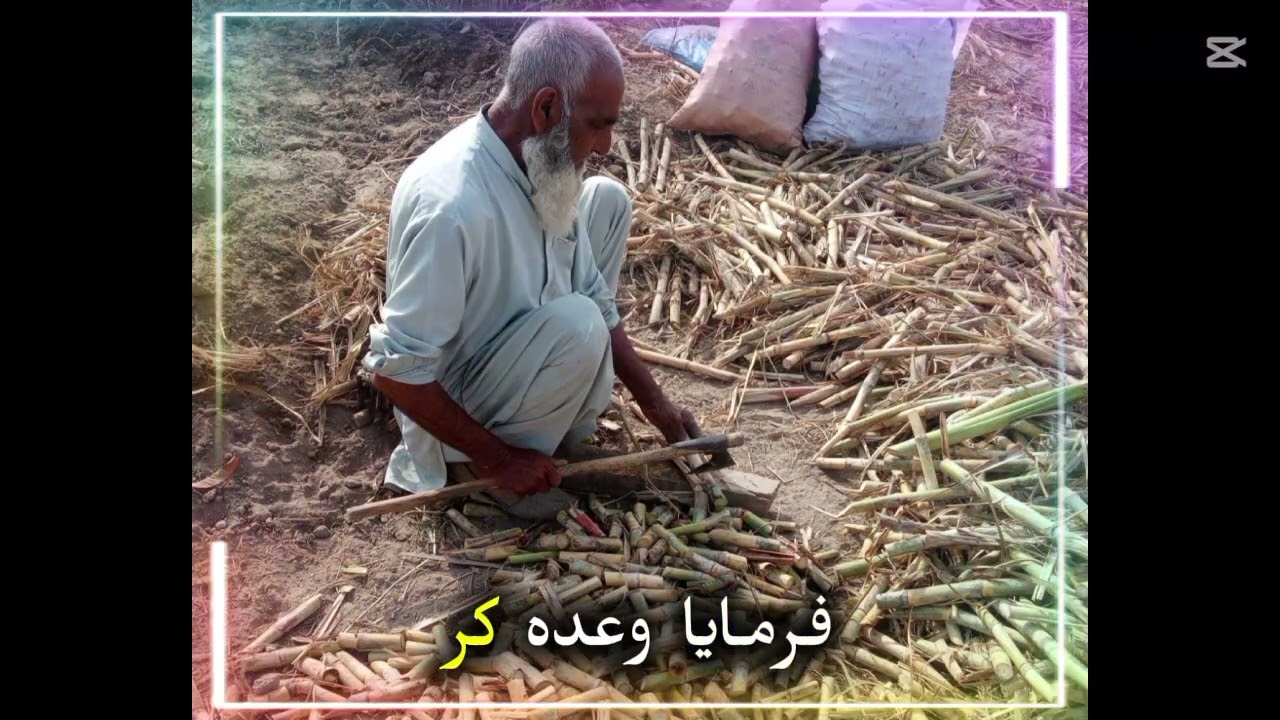 #فروری کاشت کے لیے منظور شدہ اقسام کا بیج تیار کرتے ہوئے ۔