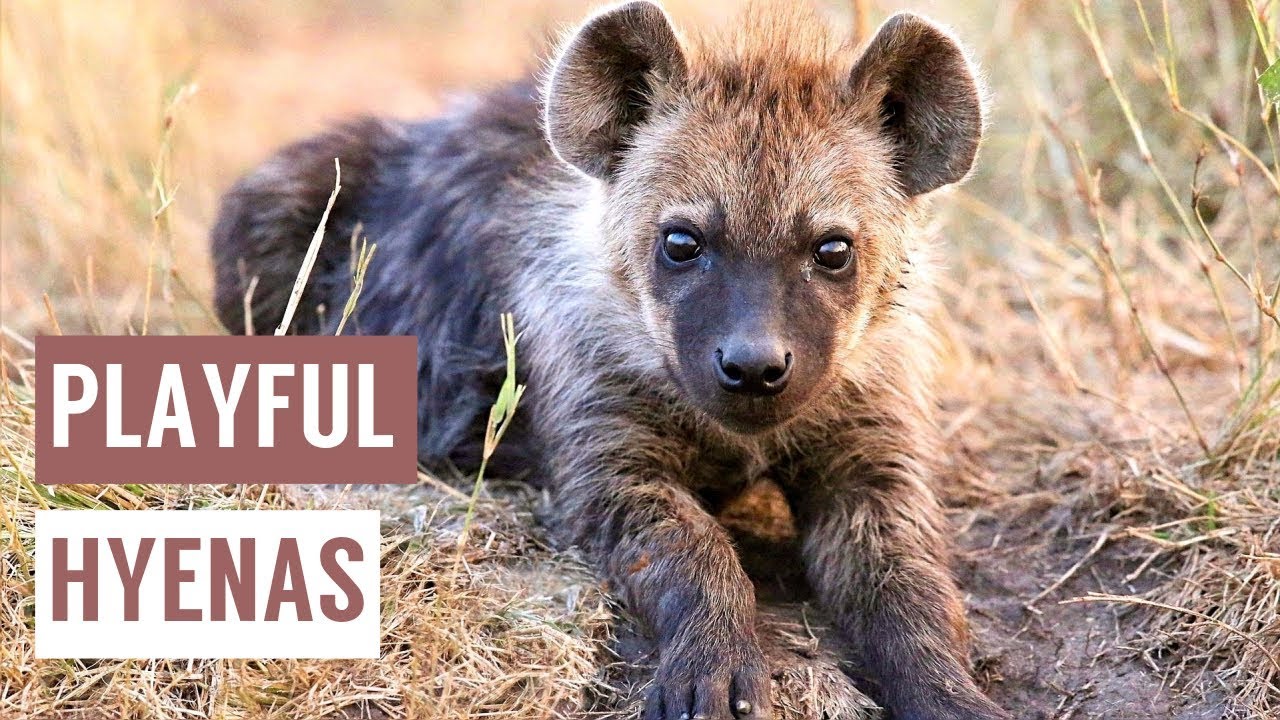 Happy Baby HYENAS Playing Compilation!