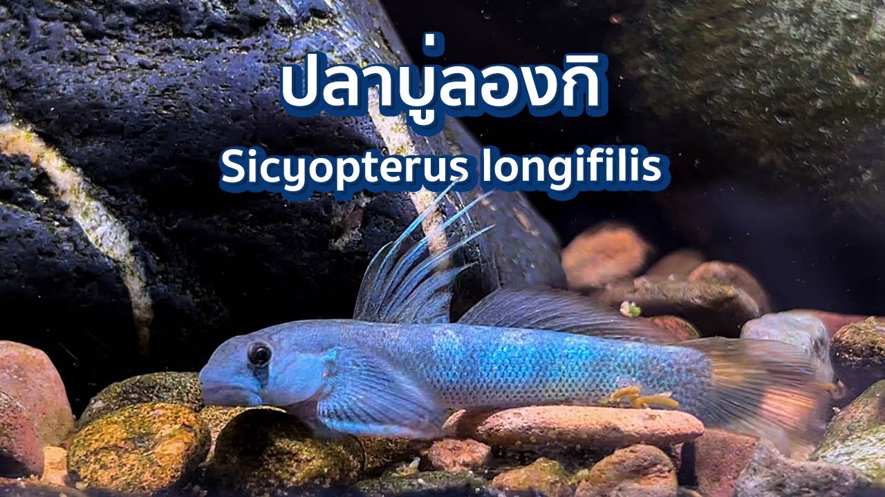 ปลาบู่ลองกิ Sicyopterus longifilis สีอย่างสวยฮีทตั้งแต่ในถุง @ ร้านรุ้งทอง จตุจักร!