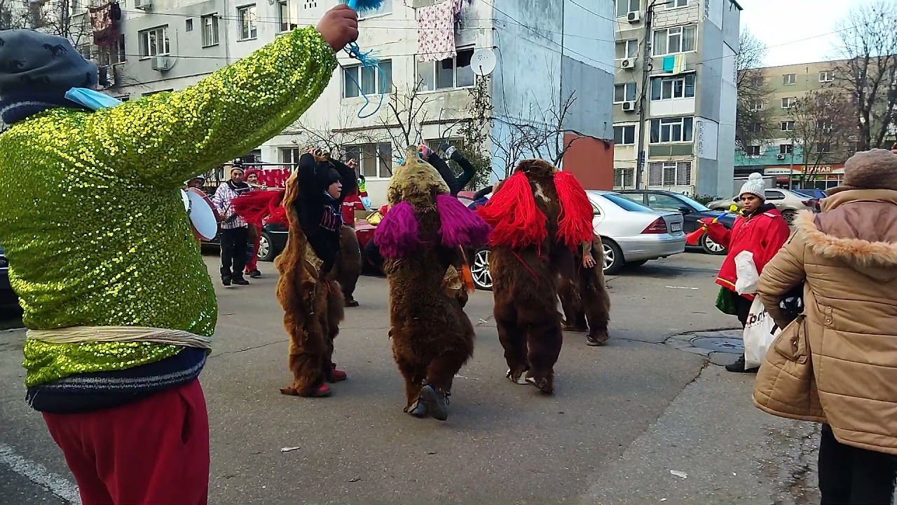 colind ursii Bacău