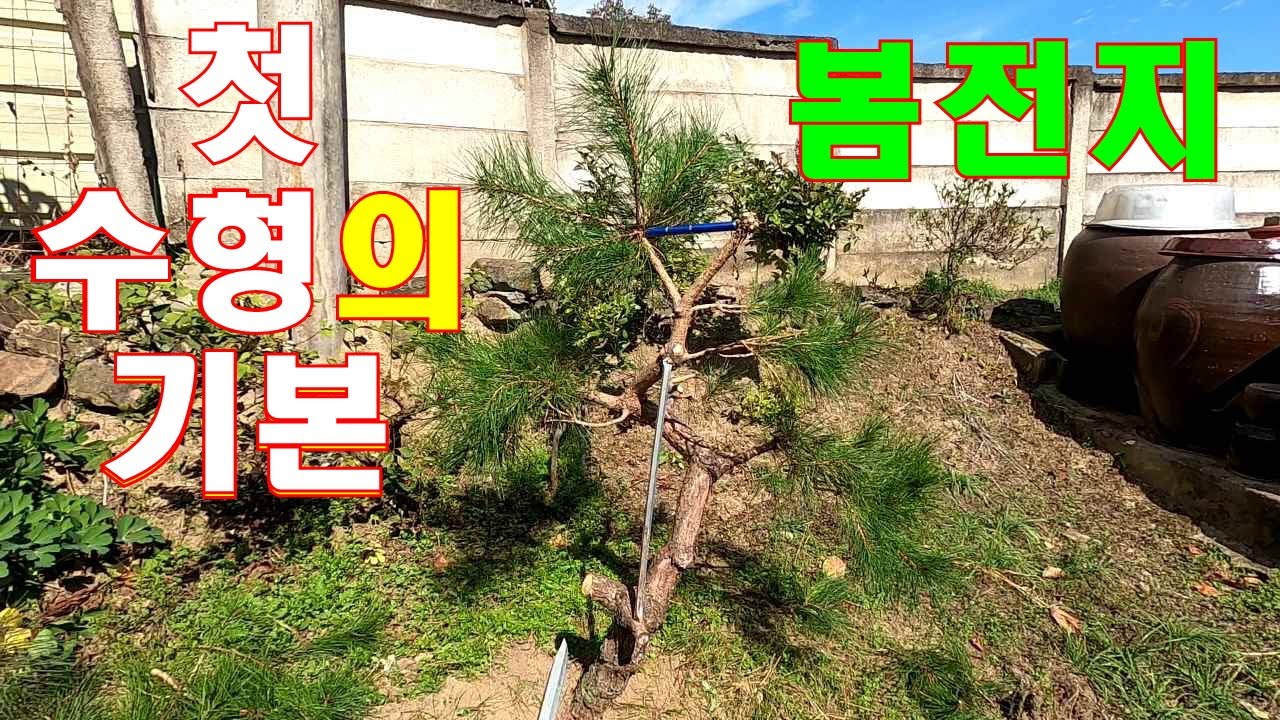 12년생 소나무 첫수형만들기 1차영상 - 기본(수간의 선을 만들고 그에따른 가지배치) #소나무수형 #정원관리 #소나무관리 #소나무전지 