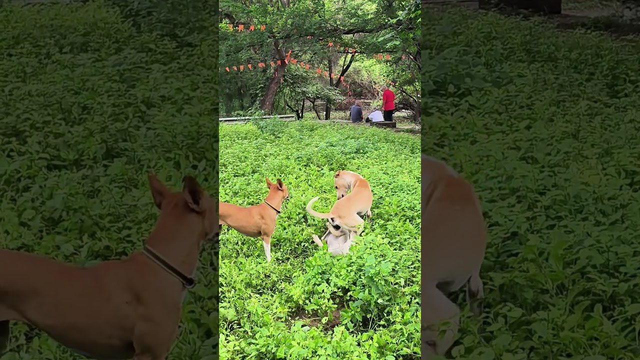 funny farting dog #comedy #cartoon #farting #dogfart