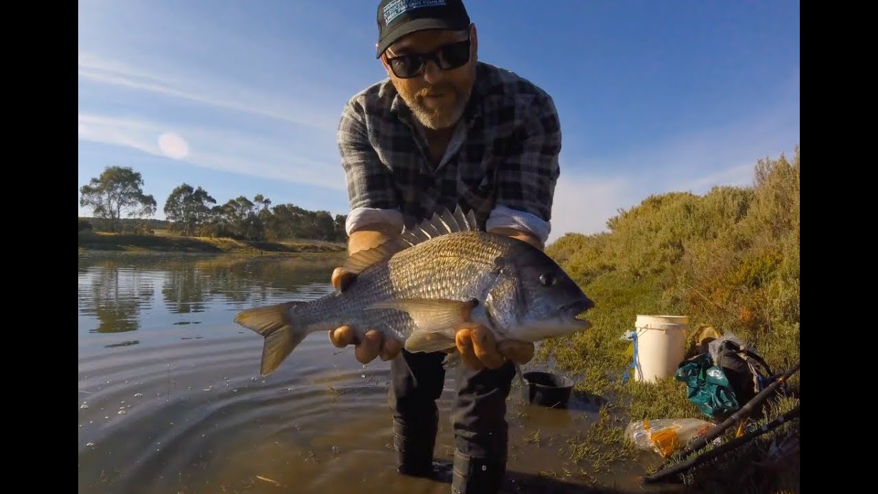 Onkaparinga river session quality 45cm Black Bream
