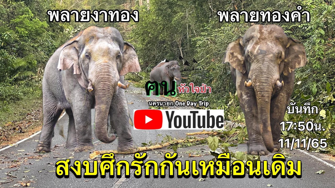 11/11/65 ศึกครั้งใหญ่ ระหว่างพลายงาทองและพลายทองคำ ทั้งสองปลอดภัยดี มีเพียงงาของทองคำที่ไม่มีอีกแล้ว