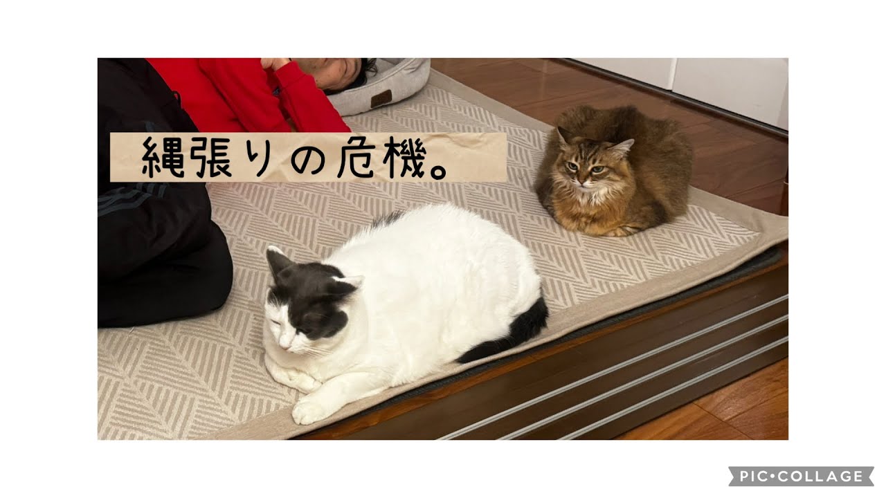 日曜ねこ劇場/Sunday Cat Theater 2/15