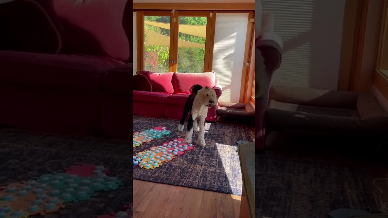 Been seeing a bit more existentialism again😅 #fluentoet #iambunny  #whataboutbunny #shorts