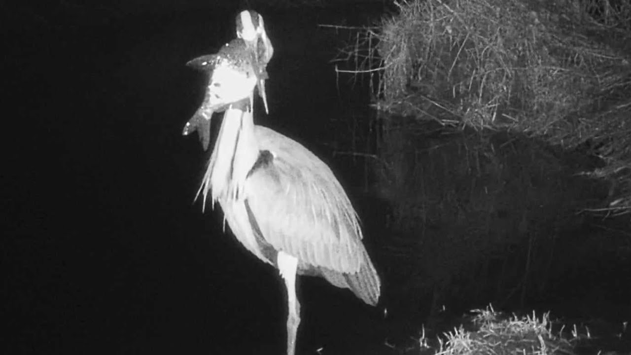 Fotopułapki, zobacz co mogą uchwycić. Dzika Gostomia cz. 246