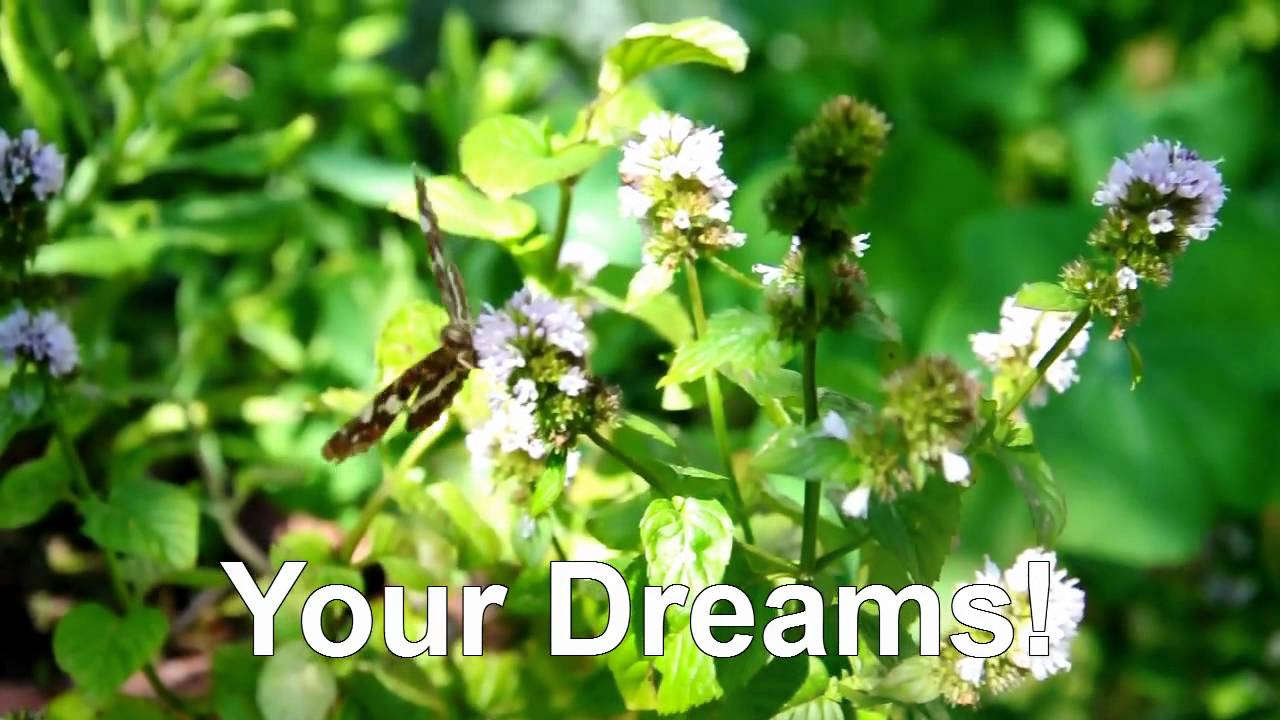 Binaural Brainwave Entrainment - Subliminal Success Audio & Video